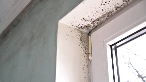 Best Post-Flood Mold Remediation in Miami, FL